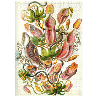 Darstellung des Puzzle Motivs puzzleplate Nepenthaceae - Pitcher Plant, Vintage Art Poster, Ernst Haeckel 1000 Puzzle