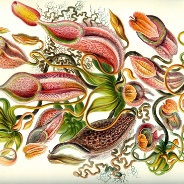 Darstellung des Puzzle Motivs Nepenthaceae - Pitcher Plant, Vintage Art Poster, Ernst Haeckel 500 Puzzle 3D Modell