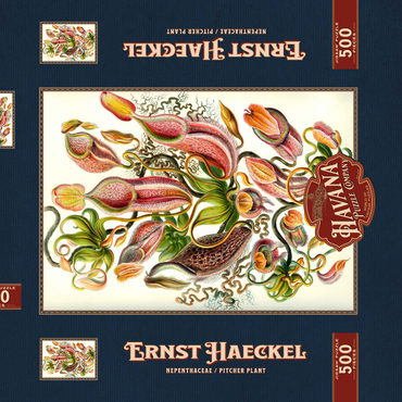 Darstellung des Puzzle Motivs Nepenthaceae - Pitcher Plant, Vintage Art Poster, Ernst Haeckel 500 Puzzle Schachtel 3D Modell