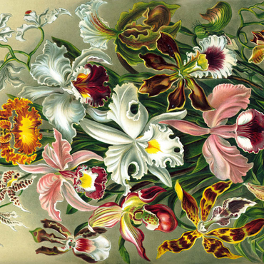Darstellung des Puzzle Motivs Orchid - Nature Art Forms, Vintage Art Poster, Ernst Haeckel 500 Puzzle 3D Modell