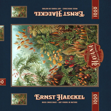 Darstellung des Puzzle Motivs Moss (Muscinae) - Art Forms in Nature, Vintage Art Poster, Ernst Haeckel 1000 Puzzle Schachtel 3D Modell