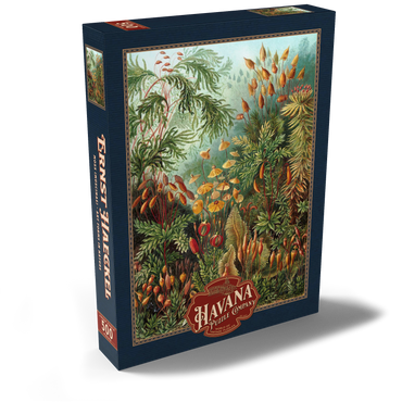 Darstellung des Puzzle Motivs Moss (Muscinae) - Art Forms in Nature, Vintage Art Poster, Ernst Haeckel 500 Puzzle Schachtel Ansicht2