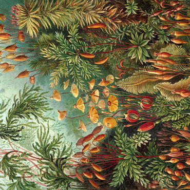 Darstellung des Puzzle Motivs Moss (Muscinae) - Art Forms in Nature, Vintage Art Poster, Ernst Haeckel 500 Puzzle 3D Modell