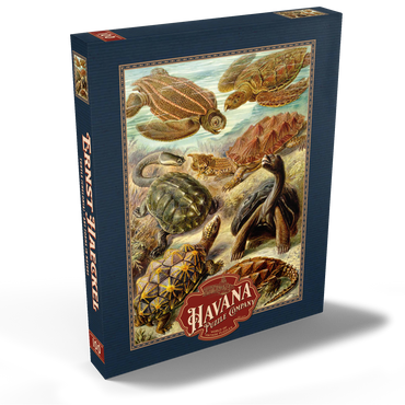 Darstellung des Puzzle Motivs Turtle (Chelonia) - Art Forms in Nature, Vintage Art Poster, Ernst Haeckel 100 Puzzle Schachtel Ansicht2