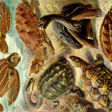 Darstellung des Puzzle Motivs Turtle (Chelonia) - Art Forms in Nature, Vintage Art Poster, Ernst Haeckel 200 Puzzle 3D Modell