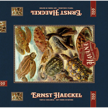 Darstellung des Puzzle Motivs Turtle (Chelonia) - Art Forms in Nature, Vintage Art Poster, Ernst Haeckel 200 Puzzle Schachtel 3D Modell
