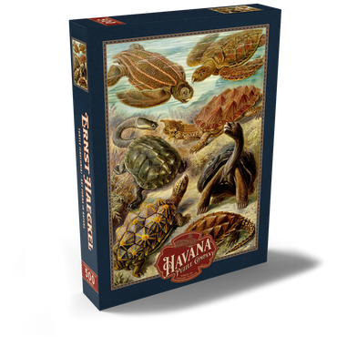 Darstellung des Puzzle Motivs Turtle (Chelonia) - Art Forms in Nature, Vintage Art Poster, Ernst Haeckel 500 Puzzle Schachtel Ansicht2