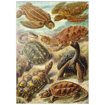 Darstellung des Puzzle Motivs puzzleplate Turtle (Chelonia) - Art Forms in Nature, Vintage Art Poster, Ernst Haeckel 500 Puzzle