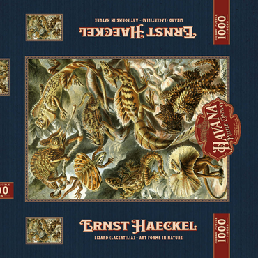 Darstellung des Puzzle Motivs Lizard (Lacertilia) - Art Forms in Nature, Vintage Art Poster, Ernst Haeckel 1000 Puzzle Schachtel 3D Modell