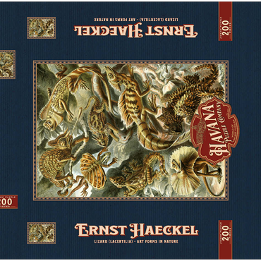 Darstellung des Puzzle Motivs Lizard (Lacertilia) - Art Forms in Nature, Vintage Art Poster, Ernst Haeckel 200 Puzzle Schachtel 3D Modell