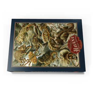 Darstellung des Puzzle Motivs Lizard (Lacertilia) - Art Forms in Nature, Vintage Art Poster, Ernst Haeckel 500 Puzzle Schachtel Ansicht3