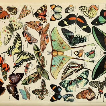 Darstellung des Puzzle Motivs Papillons - Butterflies For All, Vintage Art Poster, Adolphe Millot 1000 Puzzle 3D Modell