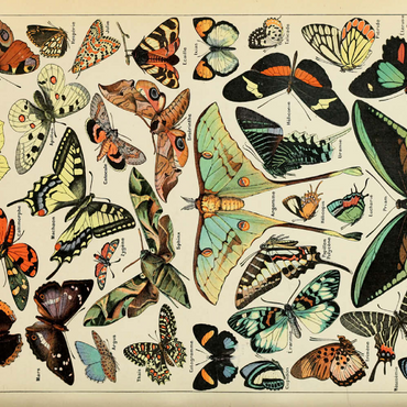 Darstellung des Puzzle Motivs Papillons - Butterflies For All, Vintage Art Poster, Adolphe Millot 100 Puzzle 3D Modell