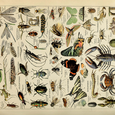 Darstellung des Puzzle Motivs Arthropoda For All, Vintage Art Poster, Adolphe Millot 1000 Puzzle 3D Modell