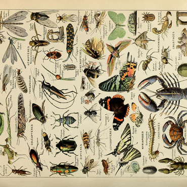 Darstellung des Puzzle Motivs Arthropoda For All, Vintage Art Poster, Adolphe Millot 500 Puzzle 3D Modell