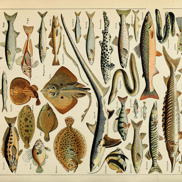 Darstellung des Puzzle Motivs Fish For All, Vintage Art Poster, Adolphe Millot 1000 Puzzle 3D Modell