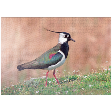 Darstellung des Puzzle Motivs puzzleplate Kiebitz - Vogel des Jahres 2024 1000 Puzzle
