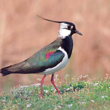 Darstellung des Puzzle Motivs Kiebitz - Vogel des Jahres 2024 1000 Puzzle 3D Modell