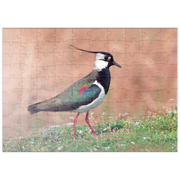 Darstellung des Puzzle Motivs puzzleplate Kiebitz - Vogel des Jahres 2024 100 Puzzle