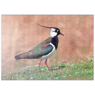 Darstellung des Puzzle Motivs puzzleplate Kiebitz - Vogel des Jahres 2024 200 Puzzle