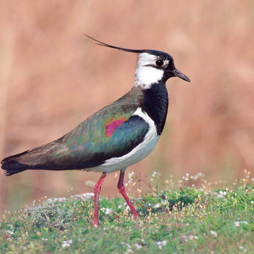 Darstellung des Puzzle Motivs Kiebitz - Vogel des Jahres 2024 200 Puzzle 3D Modell