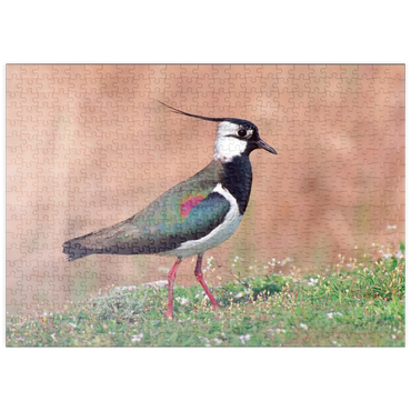 Darstellung des Puzzle Motivs puzzleplate Kiebitz - Vogel des Jahres 2024 500 Puzzle