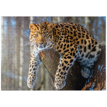 Darstellung des Puzzle Motivs puzzleplate Bedrohte Tierarten: Amur-Leopard 1000 Puzzle
