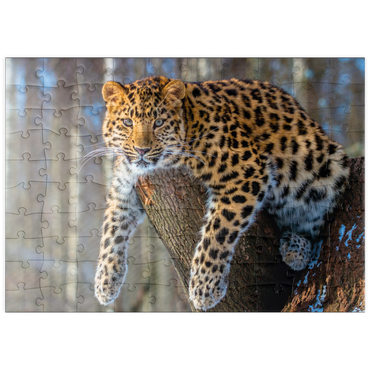 Darstellung des Puzzle Motivs puzzleplate Bedrohte Tierarten: Amur-Leopard 100 Puzzle
