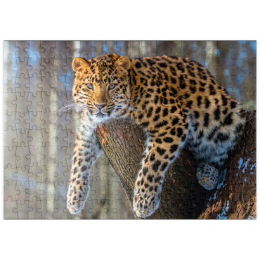 Darstellung des Puzzle Motivs puzzleplate Bedrohte Tierarten: Amur-Leopard 200 Puzzle