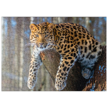 Darstellung des Puzzle Motivs puzzleplate Bedrohte Tierarten: Amur-Leopard 500 Puzzle