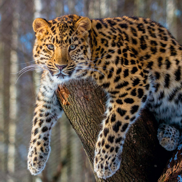 Darstellung des Puzzle Motivs Bedrohte Tierarten: Amur-Leopard 500 Puzzle 3D Modell