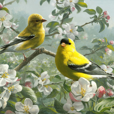 Darstellung des Puzzle Motivs Orchard Goldfinch 100 Puzzle 3D Modell