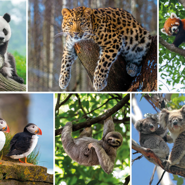 Darstellung des Puzzle Motivs Einzigartig - Bedrohte Tierarten - Collage No. 3 1000 Puzzle 3D Modell