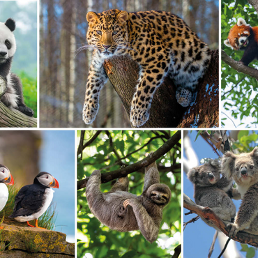 Darstellung des Puzzle Motivs Einzigartig - Bedrohte Tierarten - Collage No. 3 200 Puzzle 3D Modell
