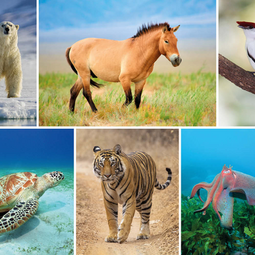 Darstellung des Puzzle Motivs Einzigartig - Bedrohte Tierarten - Collage No. 4 500 Puzzle 3D Modell