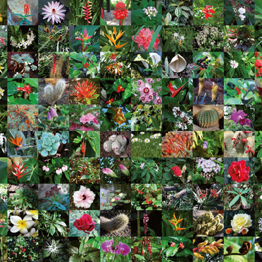 Darstellung des Puzzle Motivs Piatnik: Blossoms / Blüten 1000 Puzzle 3D Modell