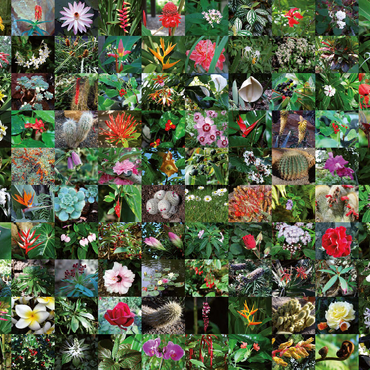 Darstellung des Puzzle Motivs Piatnik: Blossoms / Blüten 500 Puzzle 3D Modell