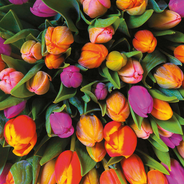 Darstellung des Puzzle Motivs Piatnik: Tulpen 1000 Puzzle 3D Modell