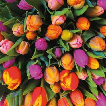 Darstellung des Puzzle Motivs Piatnik: Tulpen 100 Puzzle 3D Modell