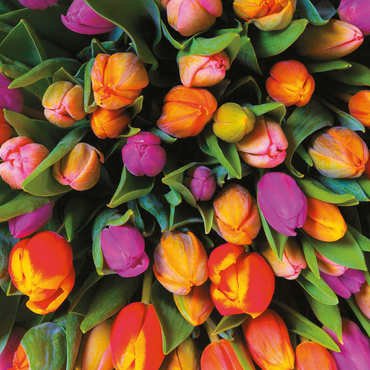 Darstellung des Puzzle Motivs Piatnik: Tulpen 500 Puzzle 3D Modell