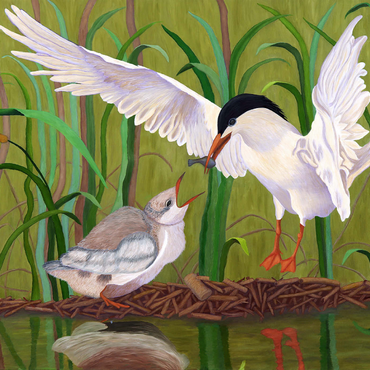 Darstellung des Puzzle Motivs Forster's Tern Feeding Chick in Wetlands 1000 Puzzle 3D Modell