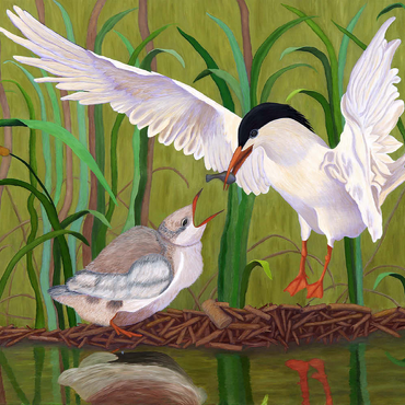 Darstellung des Puzzle Motivs Forster's Tern Feeding Chick in Wetlands 500 Puzzle 3D Modell