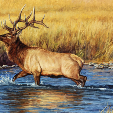 Darstellung des Puzzle Motivs Bull Elk Crossing River in Autumn 500 Puzzle 3D Modell