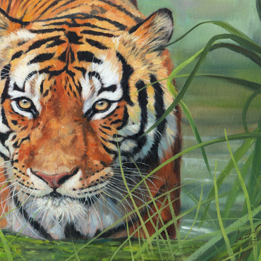 Darstellung des Puzzle Motivs Tiger Stalking Through Lush Wetlands 1000 Puzzle 3D Modell