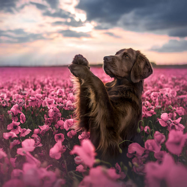 Darstellung des Puzzle Motivs Chocolate Labrador in Blooming Pink Field 200 Puzzle 3D Modell