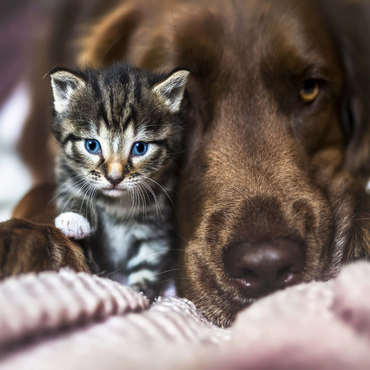 Darstellung des Puzzle Motivs Kitten and Dog Resting Together 1000 Puzzle 3D Modell