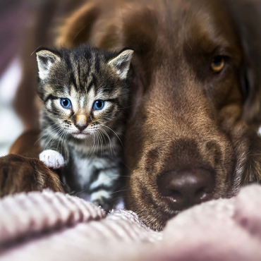 Darstellung des Puzzle Motivs Kitten and Dog Resting Together 500 Puzzle 3D Modell