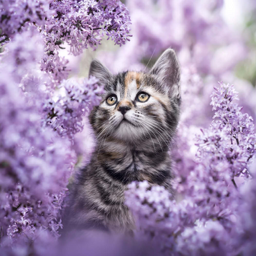 Darstellung des Puzzle Motivs Kitten Among Blooming Lilac Flowers 100 Puzzle 3D Modell