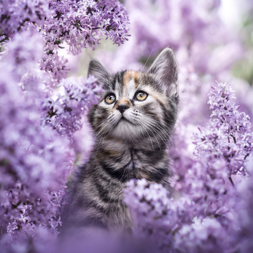 Darstellung des Puzzle Motivs Kitten Among Blooming Lilac Flowers 500 Puzzle 3D Modell
