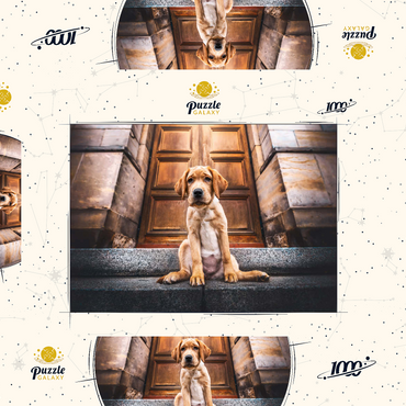 Darstellung des Puzzle Motivs Golden Labrador Puppy on Stone Steps 1000 Puzzle Schachtel 3D Modell